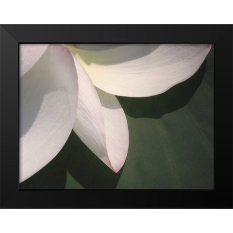 Lotus Detail IV Black Modern Wood Framed Art Print by Christensen, Jim