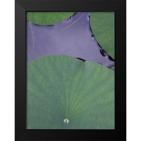 Lotus Detail X Black Modern Wood Framed Art Print by Christensen, Jim