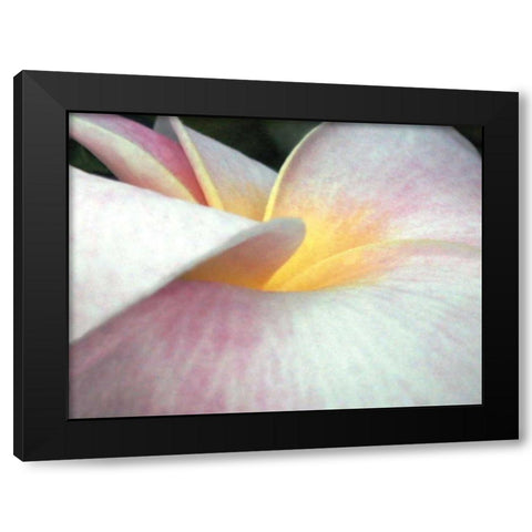 Flowers II Black Modern Wood Framed Art Print with Double Matting by Christensen, Jim