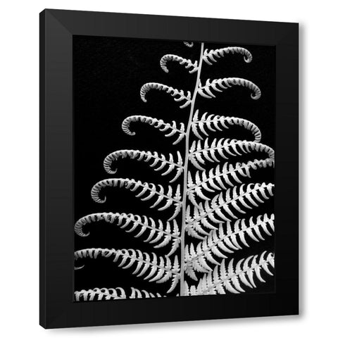 Fern II Black Modern Wood Framed Art Print by Christensen, Jim