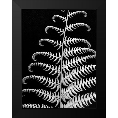 Fern II Black Modern Wood Framed Art Print by Christensen, Jim