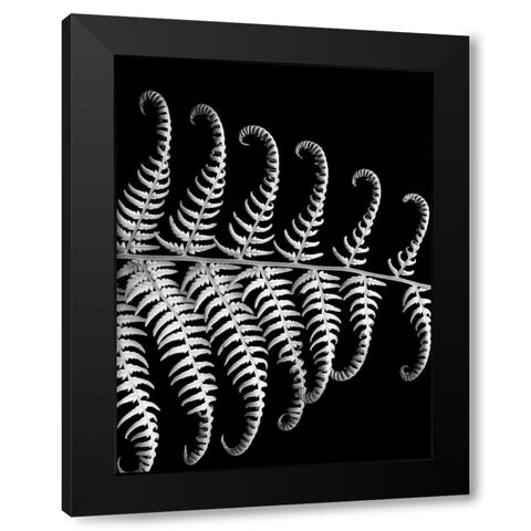 Fern III Black Modern Wood Framed Art Print by Christensen, Jim