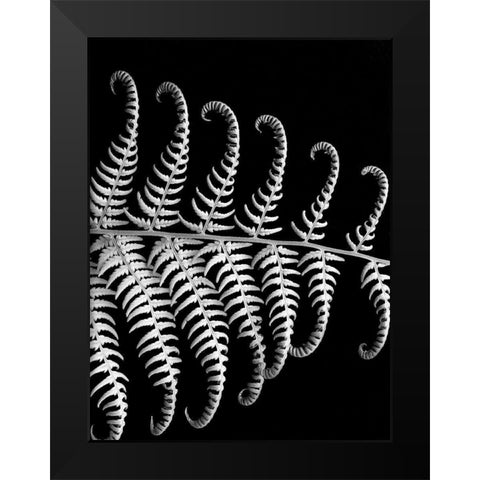 Fern III Black Modern Wood Framed Art Print by Christensen, Jim