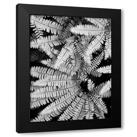 Fern IV Black Modern Wood Framed Art Print by Christensen, Jim