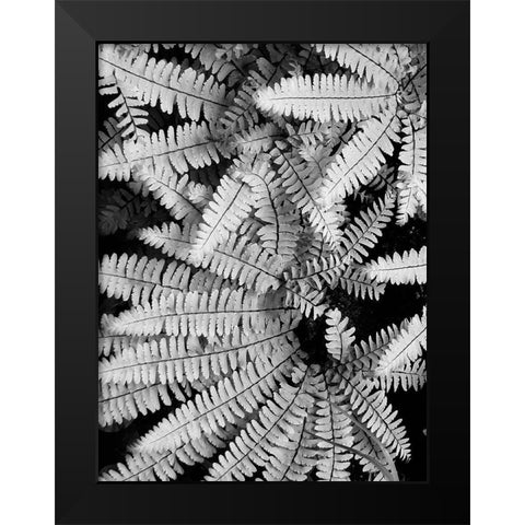 Fern IV Black Modern Wood Framed Art Print by Christensen, Jim