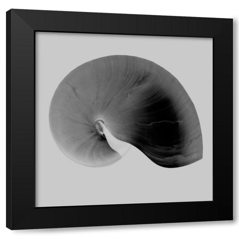Nautilus Twin II Black Modern Wood Framed Art Print by Bay, Noah