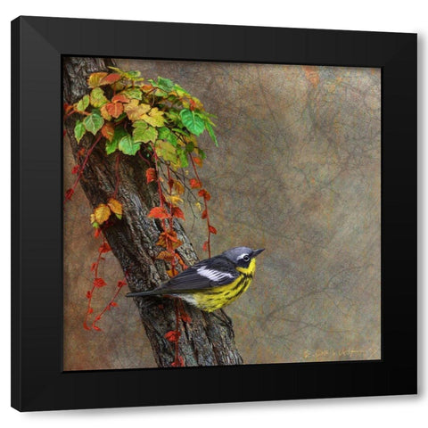 Magnolia Warbler Black Modern Wood Framed Art Print by Vest, Chris