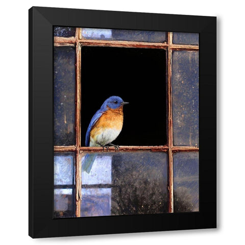 Bluebird Window Black Modern Wood Framed Art Print with Double Matting by Vest, Chris