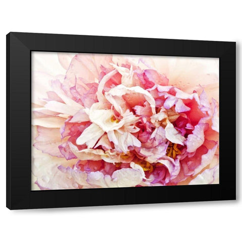 Monets Peony I Black Modern Wood Framed Art Print with Double Matting by Perry, Rachel