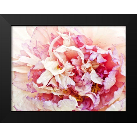 Monets Peony I Black Modern Wood Framed Art Print by Perry, Rachel