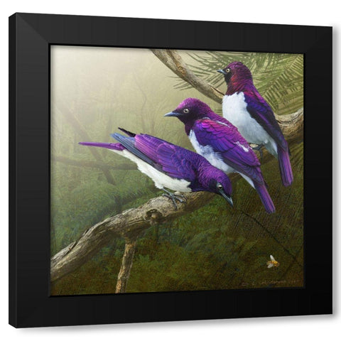 African Starlings Black Modern Wood Framed Art Print with Double Matting by Vest, Chris