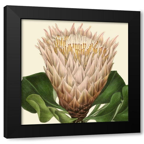 Tropical Vision VI Black Modern Wood Framed Art Print by Vision Studio