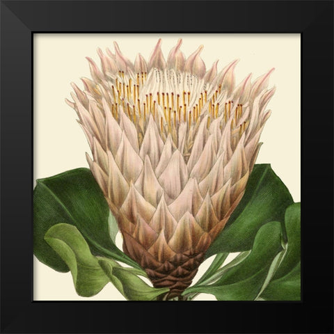 Tropical Vision VI Black Modern Wood Framed Art Print by Vision Studio