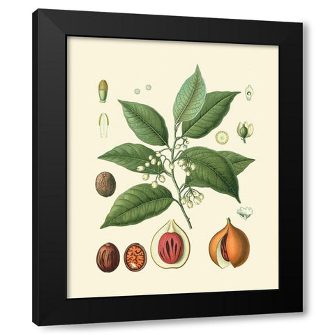 Botanical Glory III Black Modern Wood Framed Art Print by Vision Studio