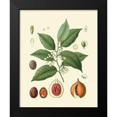 Botanical Glory III Black Modern Wood Framed Art Print by Vision Studio