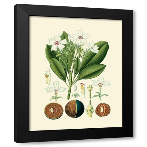 Botanical Glory IV Black Modern Wood Framed Art Print with Double Matting by Vision Studio