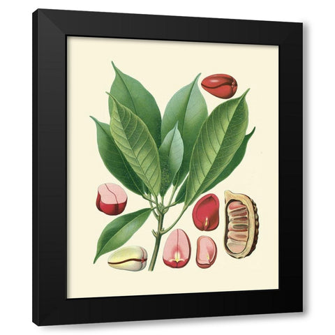Botanical Glory VI Black Modern Wood Framed Art Print by Vision Studio