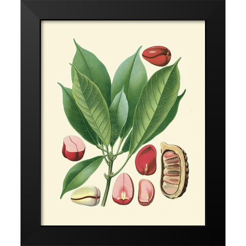 Botanical Glory VI Black Modern Wood Framed Art Print by Vision Studio