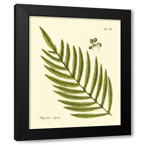 Antique Fern I Black Modern Wood Framed Art Print with Double Matting by Vision Studio