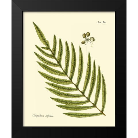 Antique Fern I Black Modern Wood Framed Art Print by Vision Studio