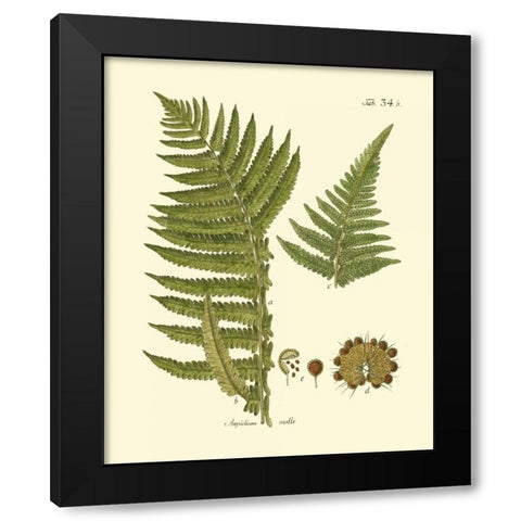 Antique Fern III Black Modern Wood Framed Art Print by Vision Studio
