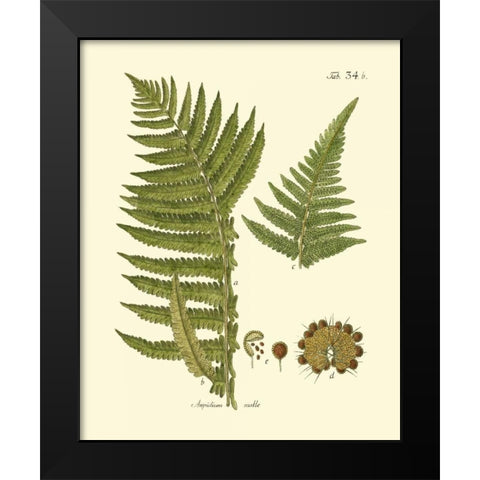 Antique Fern III Black Modern Wood Framed Art Print by Vision Studio