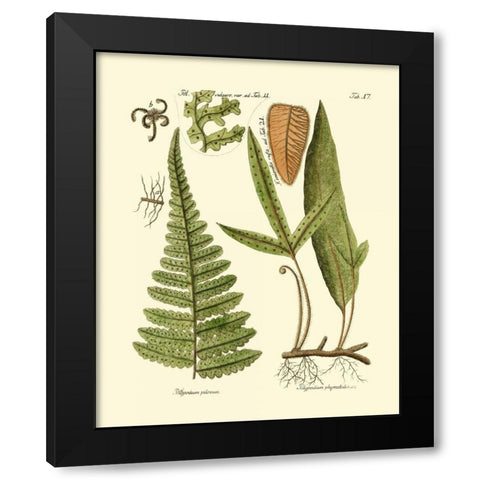 Antique Fern IV Black Modern Wood Framed Art Print with Double Matting by Vision Studio