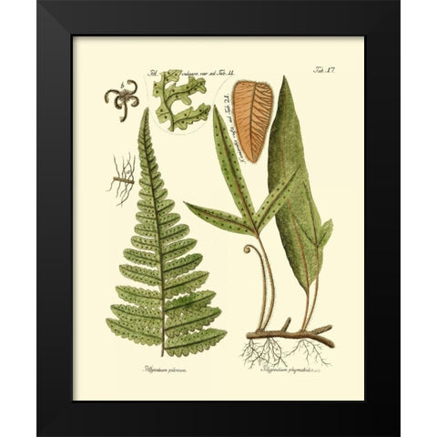 Antique Fern IV Black Modern Wood Framed Art Print by Vision Studio