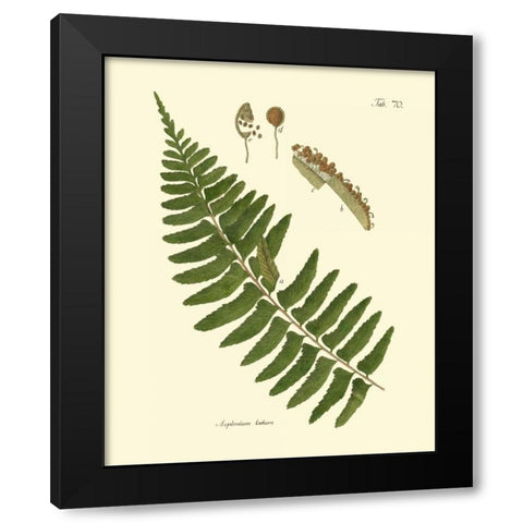 Antique Fern V Black Modern Wood Framed Art Print with Double Matting by Vision Studio