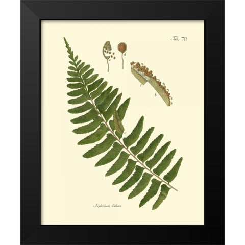 Antique Fern V Black Modern Wood Framed Art Print by Vision Studio