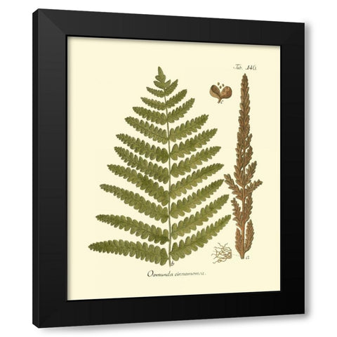 Antique Fern VI Black Modern Wood Framed Art Print with Double Matting by Vision Studio