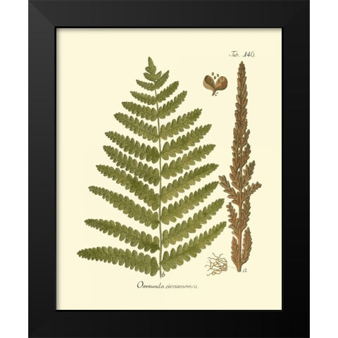 Antique Fern VI Black Modern Wood Framed Art Print by Vision Studio