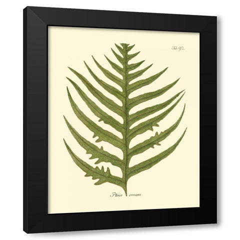 Antique Fern VIII Black Modern Wood Framed Art Print with Double Matting by Vision Studio