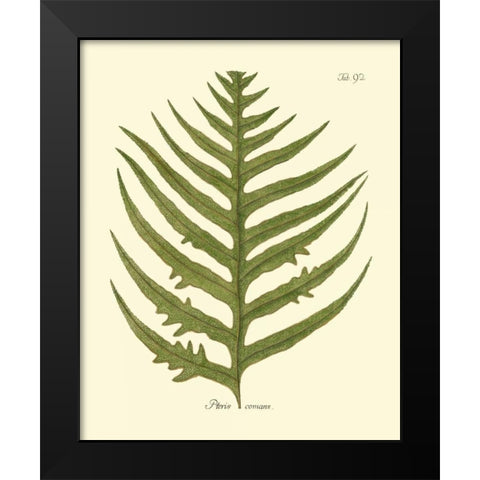 Antique Fern VIII Black Modern Wood Framed Art Print by Vision Studio