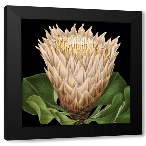 Dramatic Tropical Vision VI Black Modern Wood Framed Art Print with Double Matting by Vision Studio