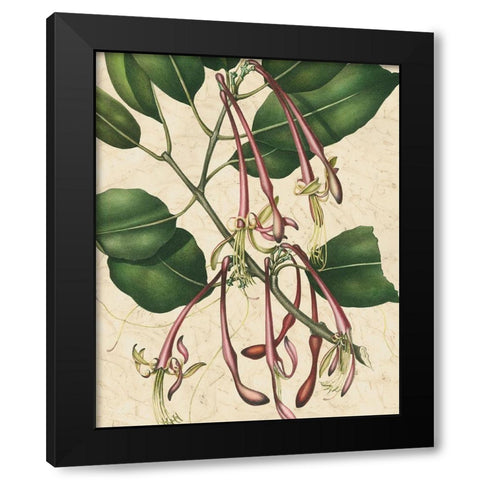 Botanic Beauty I Black Modern Wood Framed Art Print with Double Matting by Vision Studio