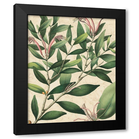 Botanic Beauty II Black Modern Wood Framed Art Print with Double Matting by Vision Studio