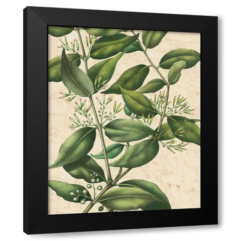 Botanic Beauty III Black Modern Wood Framed Art Print with Double Matting by Vision Studio