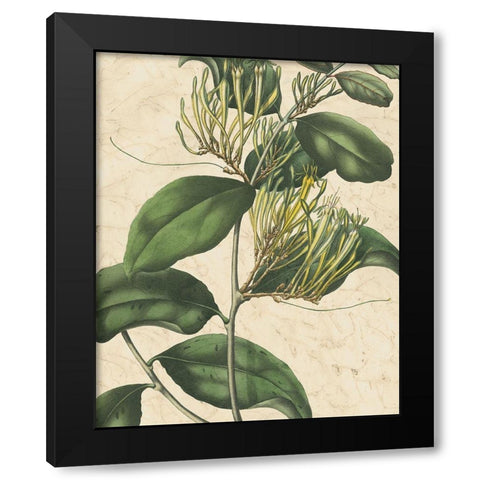 Botanic Beauty IV Black Modern Wood Framed Art Print with Double Matting by Vision Studio