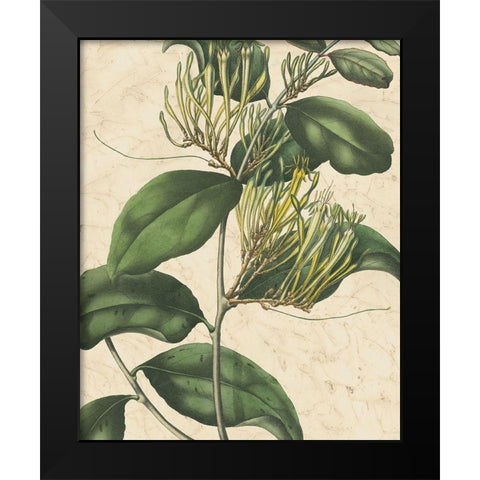 Botanic Beauty IV Black Modern Wood Framed Art Print by Vision Studio