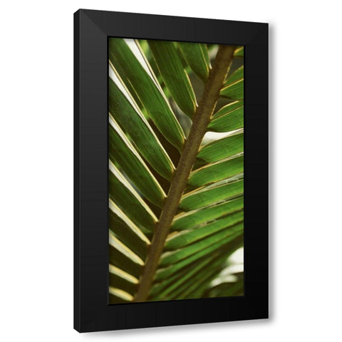 Patterned Nature IV Black Modern Wood Framed Art Print by Vision Studio