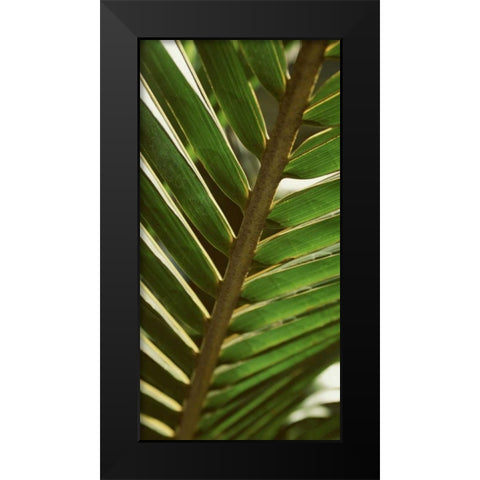 Patterned Nature IV Black Modern Wood Framed Art Print by Vision Studio