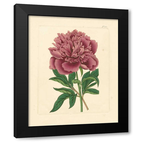 Evas Garden I Black Modern Wood Framed Art Print with Double Matting by Vision Studio