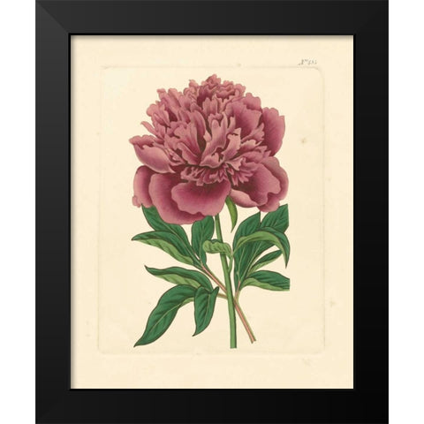 Evas Garden I Black Modern Wood Framed Art Print by Vision Studio