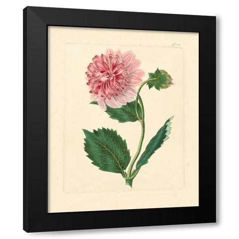 Evas Garden II Black Modern Wood Framed Art Print with Double Matting by Vision Studio