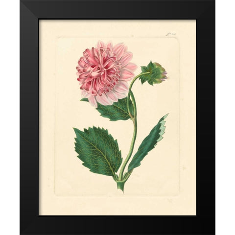 Evas Garden II Black Modern Wood Framed Art Print by Vision Studio