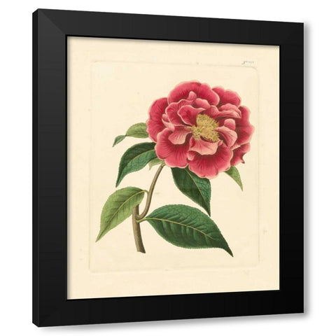 Evas Garden III Black Modern Wood Framed Art Print with Double Matting by Vision Studio