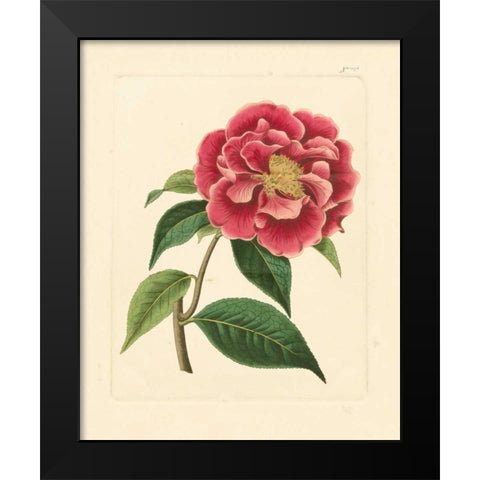 Evas Garden III Black Modern Wood Framed Art Print by Vision Studio
