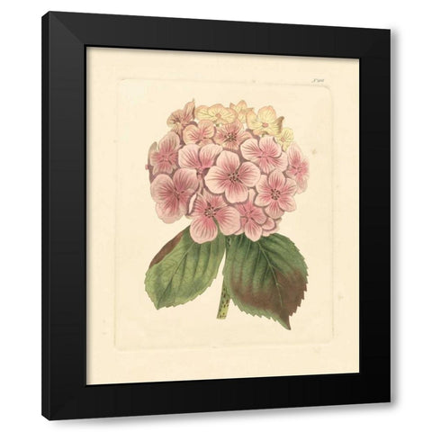 Evas Garden IV Black Modern Wood Framed Art Print with Double Matting by Vision Studio