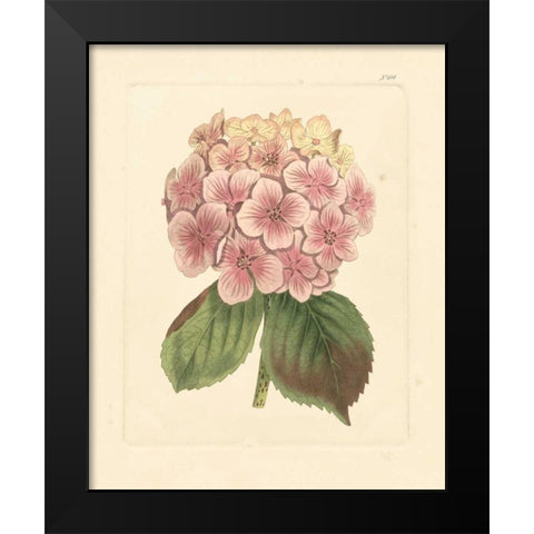 Evas Garden IV Black Modern Wood Framed Art Print by Vision Studio